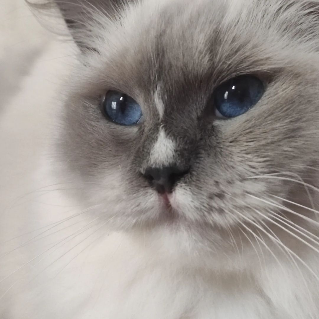 Pipona - Ragdoll influencer @pipona.abba