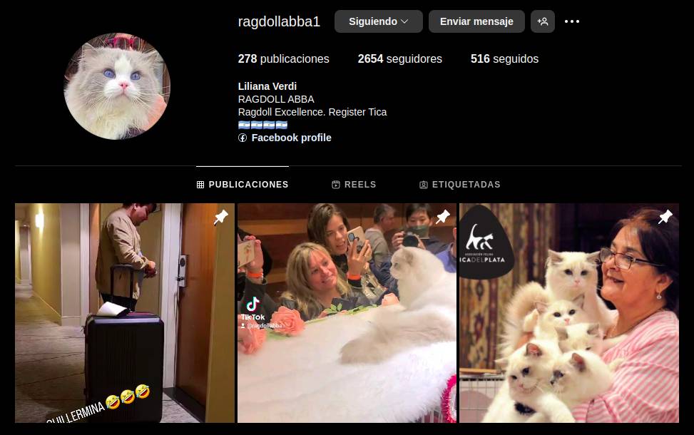 Ragdoll Abba en Instagram