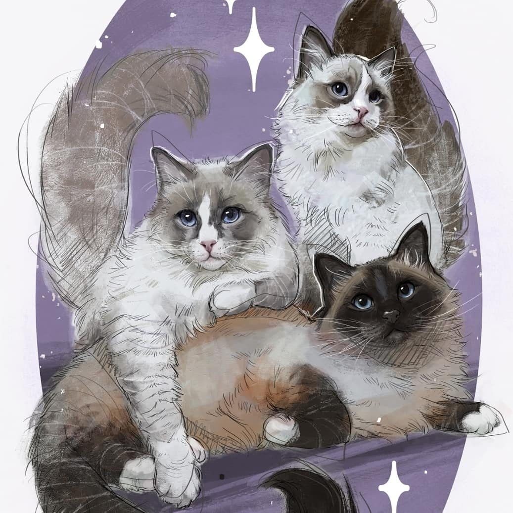 Simon, Olivia y Celeste - Ragdolls influencers