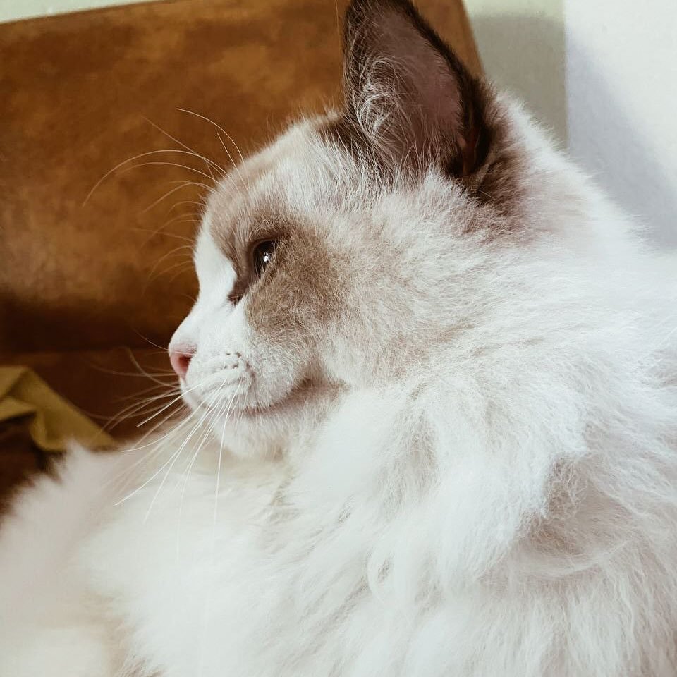 Thomas Shelby - Ragdoll influencer