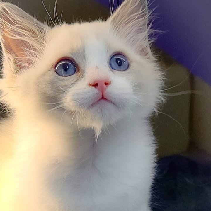 Totoro - Ragdoll influencer