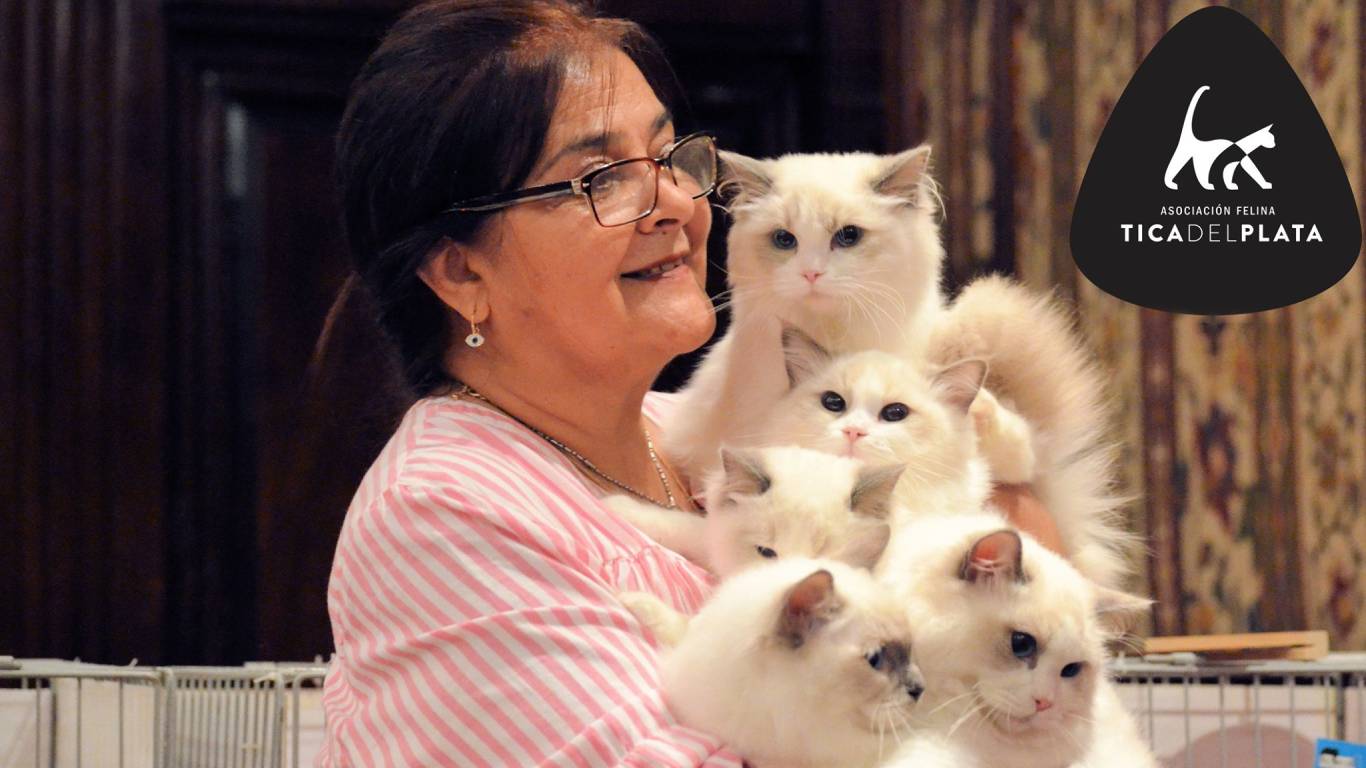 Liliana Verdi con gatos Ragdoll del criadero Abba en Buenos Aires