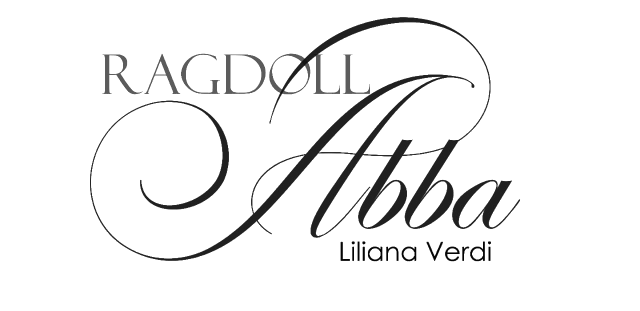 Ragdoll Abba - Criadero de gatos Ragdoll en Buenos Aires