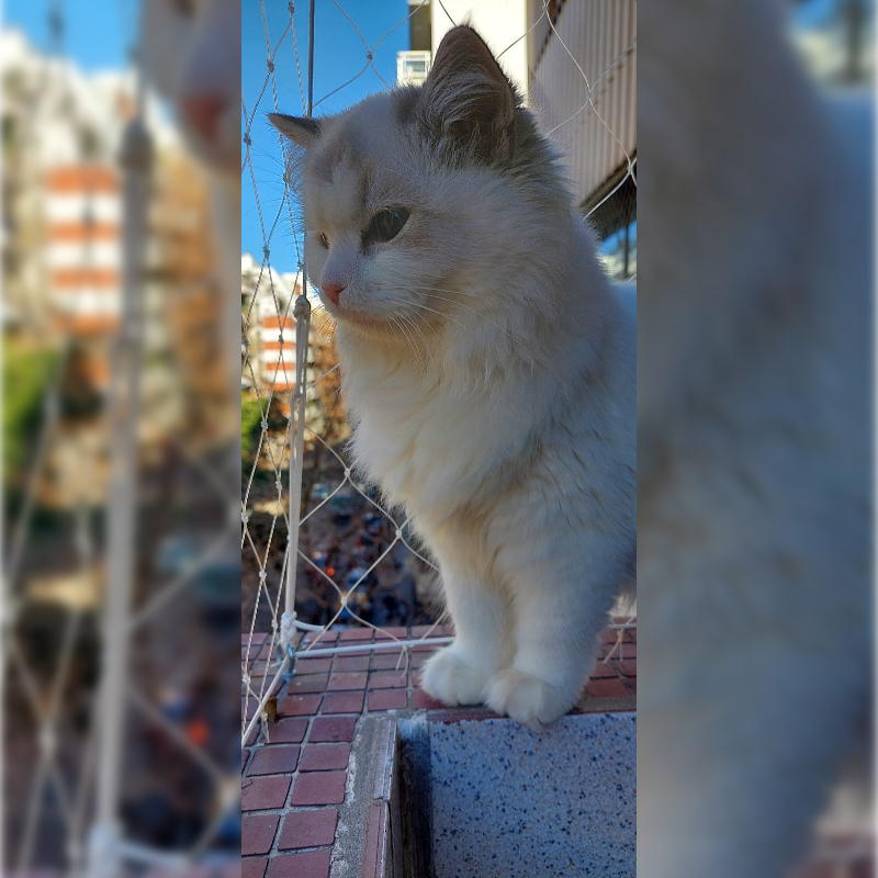 Gato Ragdoll mirando por la red de contención en ventana