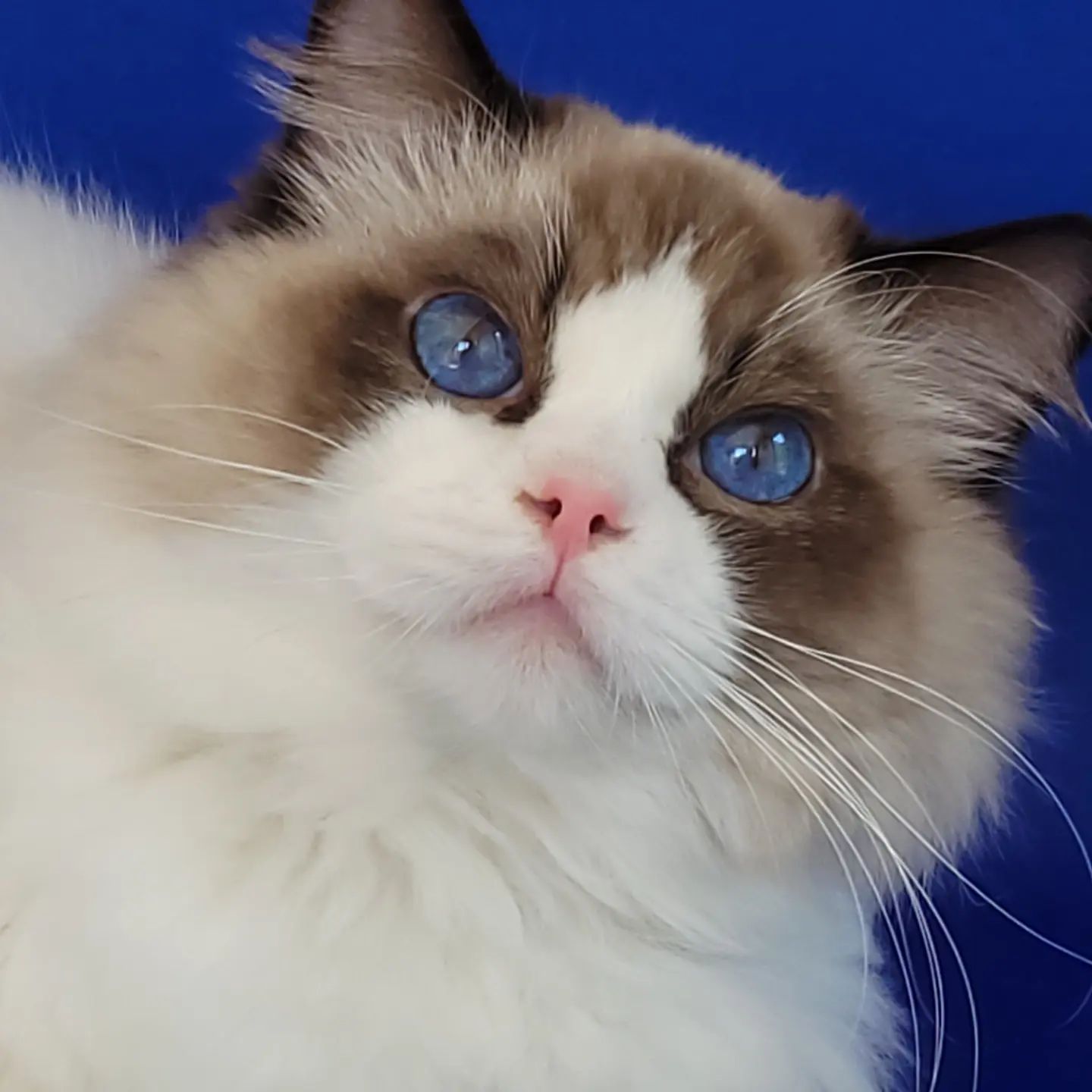 Ragdoll patrón bicolor - Abba King George
