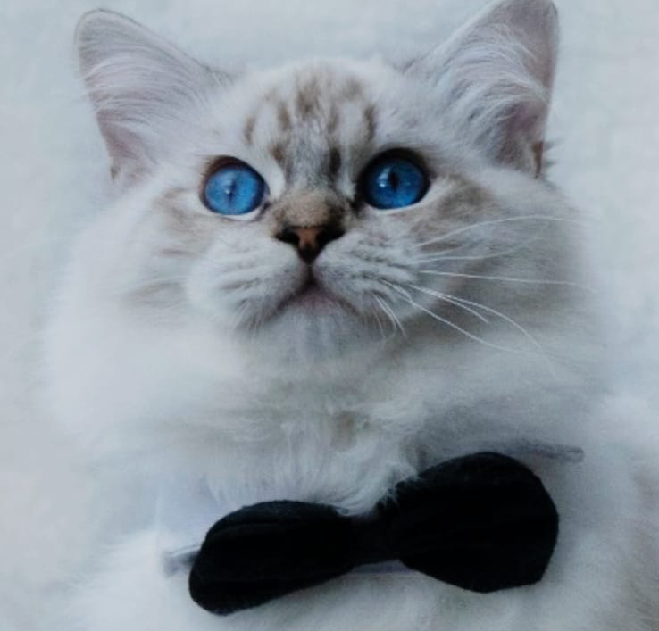 Ragdoll patrón lynx - Abba Rigoletto