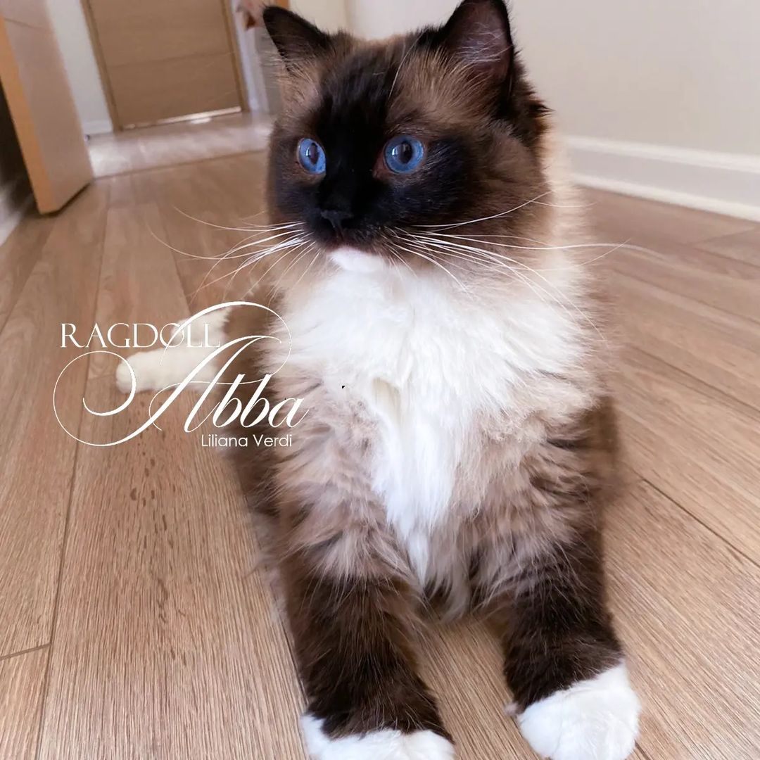 Ragdoll patrón mitted - Abba Mokaccina